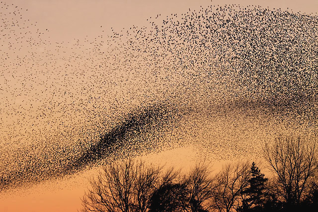 Starling murmuration.jpg